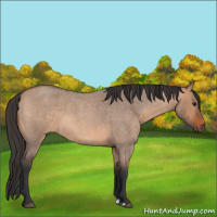 Horse Color:Bay Roan Dun 