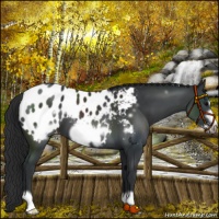 Horse Color:Black Frame Appaloosa 
