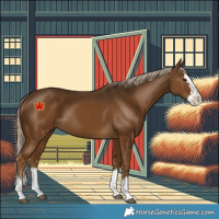Horse Color:Chocolate Palomino Splash 