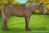 Horse Color:Chocolate Palomino Splash 