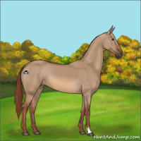 Horse Color:Red Dun 