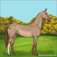 Horse Color:Red Dun 