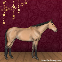 Horse Color:Bay Dun