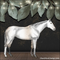 Horse Color:Gray Bay Dun 