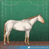 Horse Color:Red Dun Roan 
