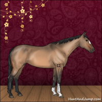Horse Color:Bay Dun