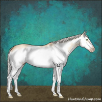 Horse Color:Silver Classic Champagne Dun Splash Frame 