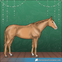 Horse Color:Chestnut Splash Frame