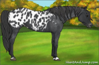 Horse Color:Blue Roan Appaloosa 