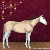Horse Color:Bay Dun Splash 