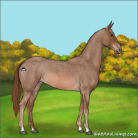 Horse Color:Red Roan 