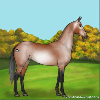 Horse Color:Gray Bay 