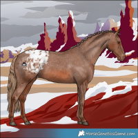Horse Color:Chestnut Appaloosa 