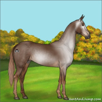 Horse Color:Gray Chestnut 