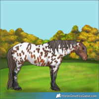 Horse Color:Brown Appaloosa 