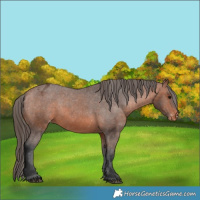 Horse Color:Bay Appaloosa 