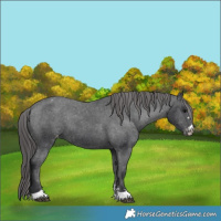 Horse Color:Black Appaloosa 