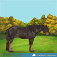 Horse Color:Liver Chestnut 