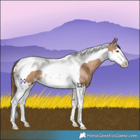 Horse Color:Red Dun Splash Tobiano