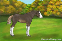 Horse Color:Chocolate Palomino Splash