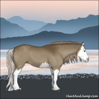 Horse Color:Chocolate Palomino Splash 