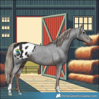 Horse Color:Liver Chestnut Appaloosa 