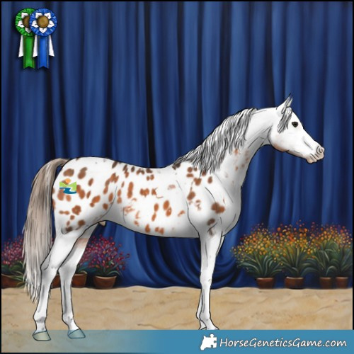 Horse Color:Bay Tobiano Appaloosa 