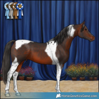 Horse Color:Bay Tobiano 