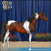 Horse Color:Bay Tobiano