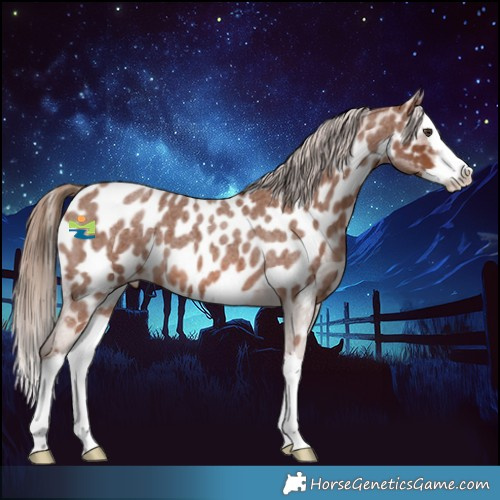 Horse Color:Red Roan Splash Appaloosa 