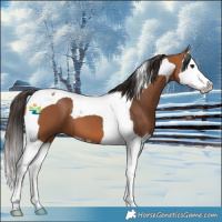 Horse Color:Bay Splash Tobiano 