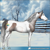 Horse Color:Gray Bay Splash Tobiano 