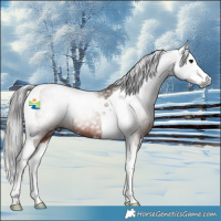 Horse Color:Gray Bay Splash Tobiano 