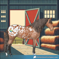 Horse Color:Bay Appaloosa 