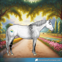 Horse Color:Gray White Spotted Liver Chestnut Splash 