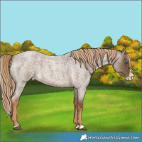 Horse Color:Chocolate Palomino Roan Splash