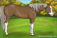 Horse Color:Chocolate Palomino Splash