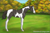 Horse Color:Smoky Black Splash Tobiano 