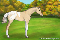 Horse Color:Palomino Dun Tobiano Appaloosa