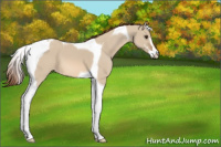 Horse Color:Red Dun Sabino Tobiano Appaloosa 