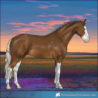 Horse Color:Chocolate Palomino Sabino Splash