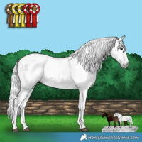 Horse Color:Gray Chocolate Palomino Splash 