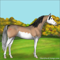 Horse Color:Bay Dun Splash 