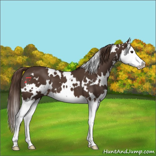 Horse Color:White Spotted Liver Chestnut Splash 