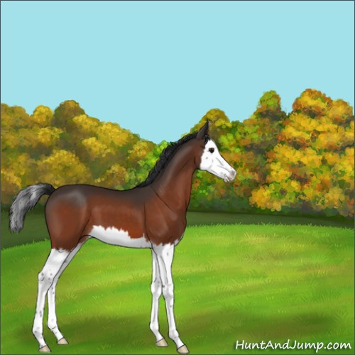 Horse Color:Bay Splash 