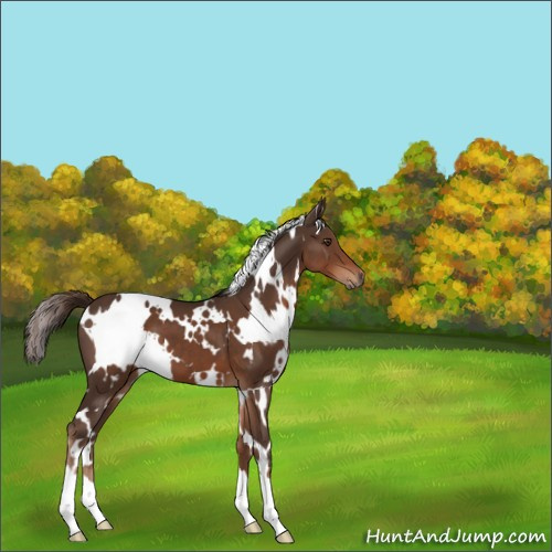 Horse Color:White Spotted Liver Chestnut 