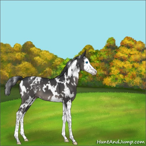 Horse Color:White Spotted Black Splash Appaloosa 
