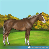 Horse Color:Chocolate Palomino Splash 