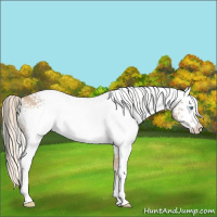 Horse Color:White Spotted Cremello 