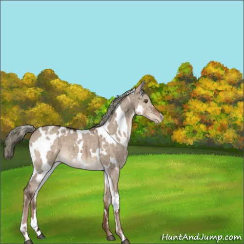 Horse Color:White Spotted Liver Red Dun Mushroom Appaloosa Brindle 